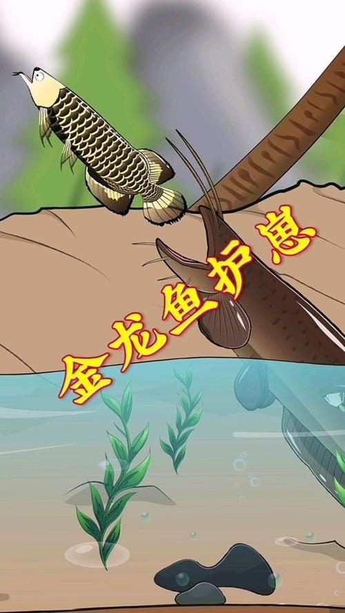 金龍魚卡通圖片