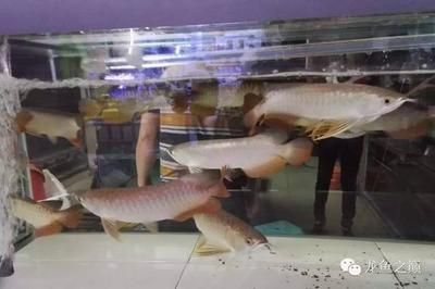 廣州賣龍魚被騙了：廣州龍魚比賽冠軍魚主人回應：我沒有賣魚