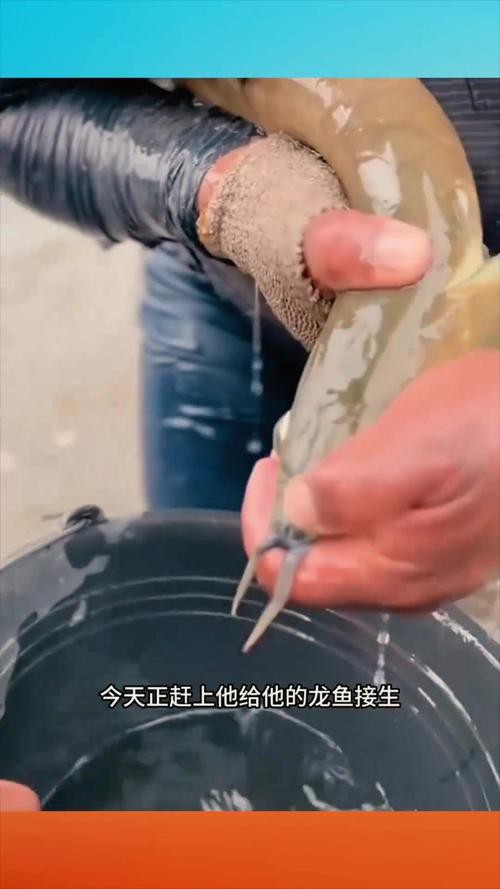 漳州龍魚繁殖方法圖片