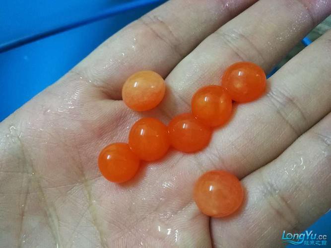 漳州龍魚繁殖方法圖片