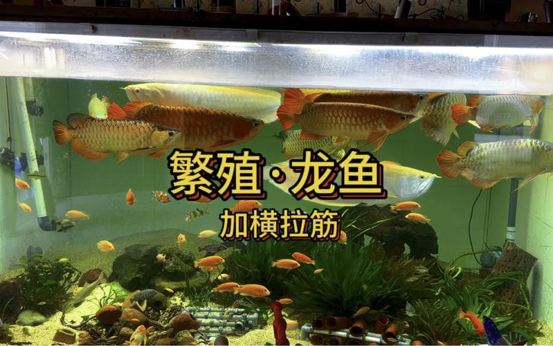 漳州龍魚繁殖方法圖片