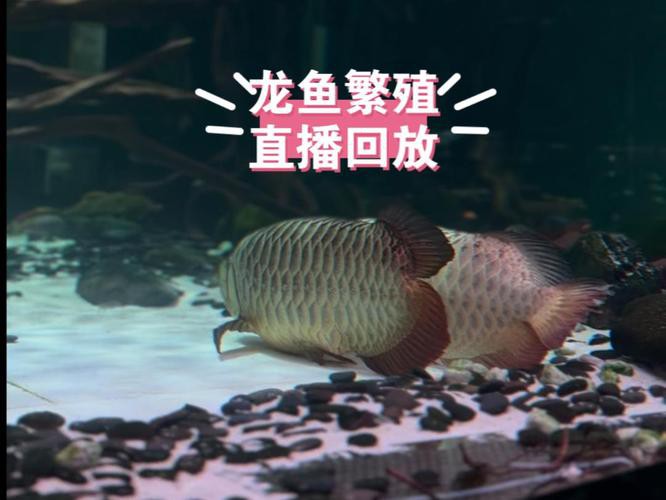 漳州龍魚繁殖方法圖片