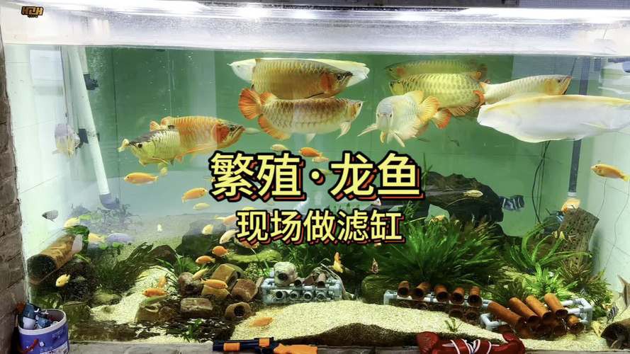 漳州龍魚繁殖方法圖片