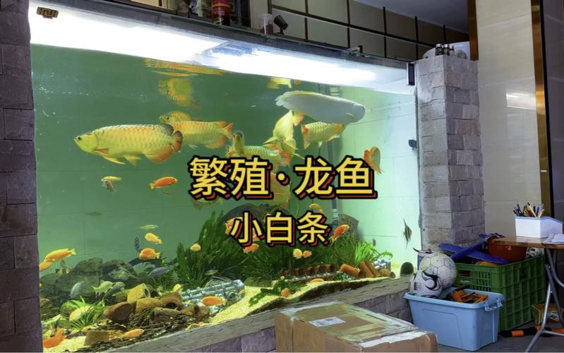 漳州龍魚繁殖方法圖片