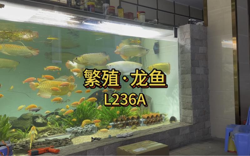 漳州龍魚繁殖方法圖片