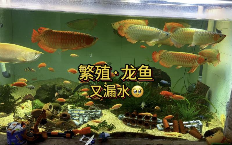 漳州龍魚繁殖方法圖片