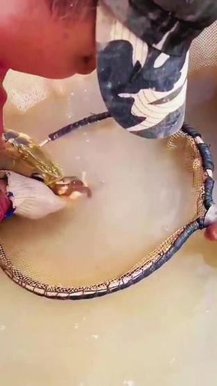 漳州龍魚繁殖方法圖片