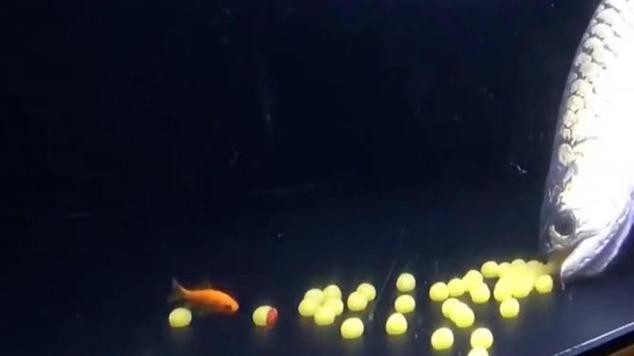 漳州龍魚繁殖方法圖片