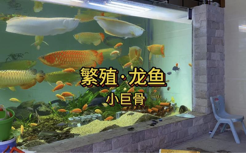 漳州龍魚繁殖方法圖片