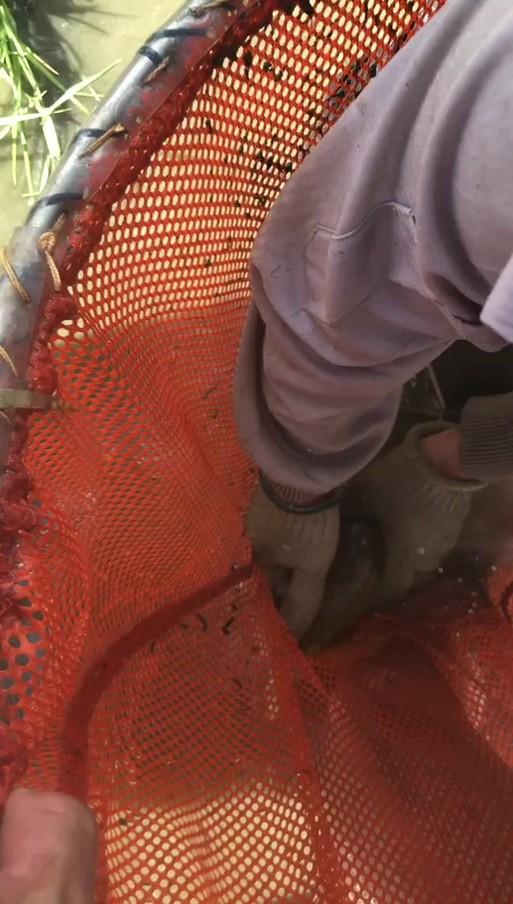 漳州龍魚繁殖方法圖片