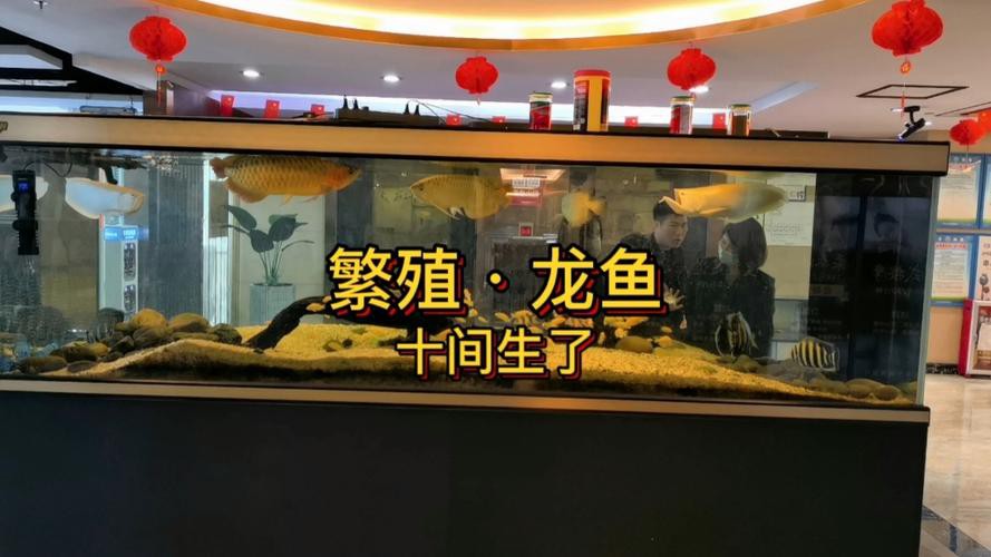 漳州龍魚繁殖方法圖片