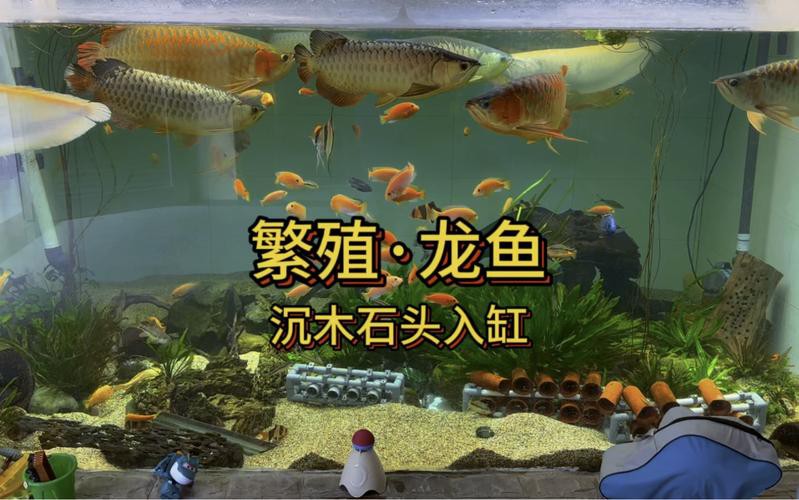 漳州龍魚繁殖方法圖片