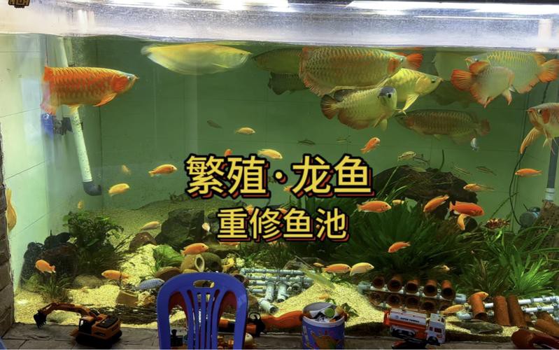 漳州龍魚繁殖方法圖片