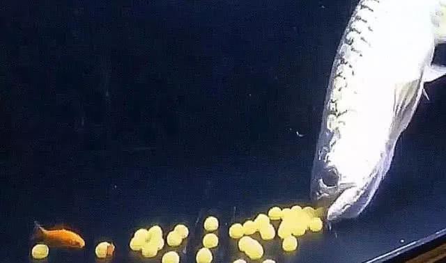 漳州龍魚繁殖方法圖片