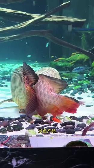 漳州龍魚繁殖方法圖片