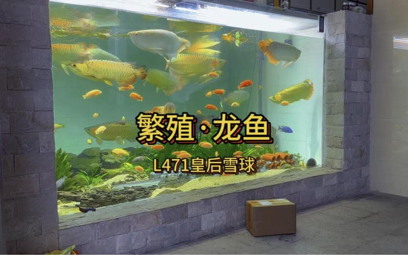 漳州龍魚繁殖方法圖片