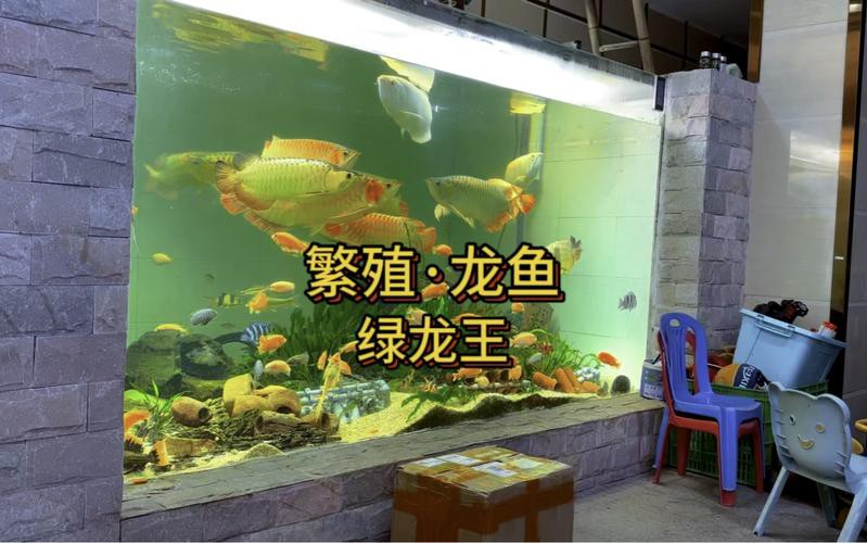 漳州龍魚繁殖方法圖片