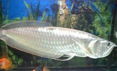 銀龍魚構造（水族愛好者的寵兒[需手動填充]銀龍魚（silverarowana））