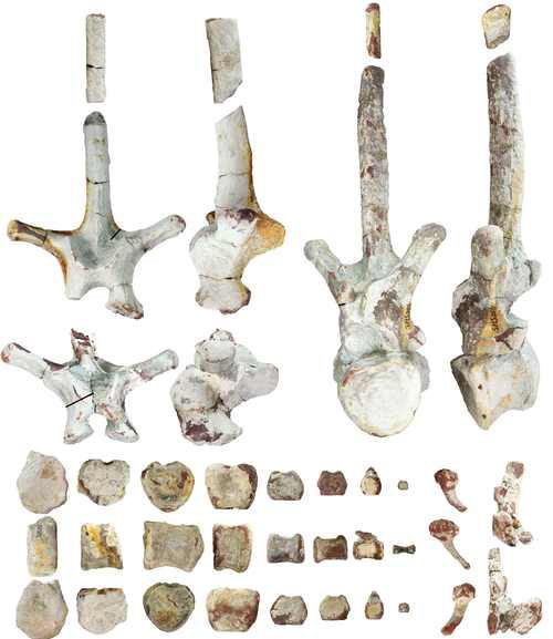 哪里可以找到高清的恐龍圖片？