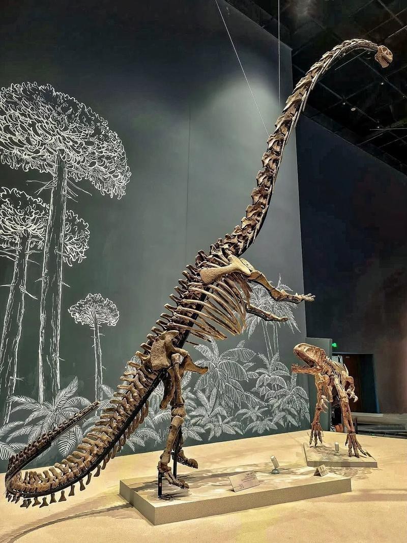 哪里可以找到高清的恐龍圖片？