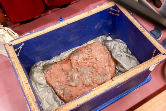 哪里可以找到高清的恐龍圖片？