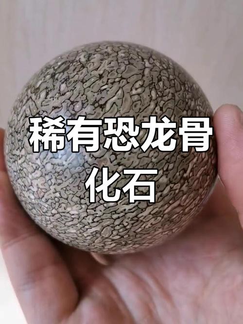 哪里可以找到高清的恐龍圖片？