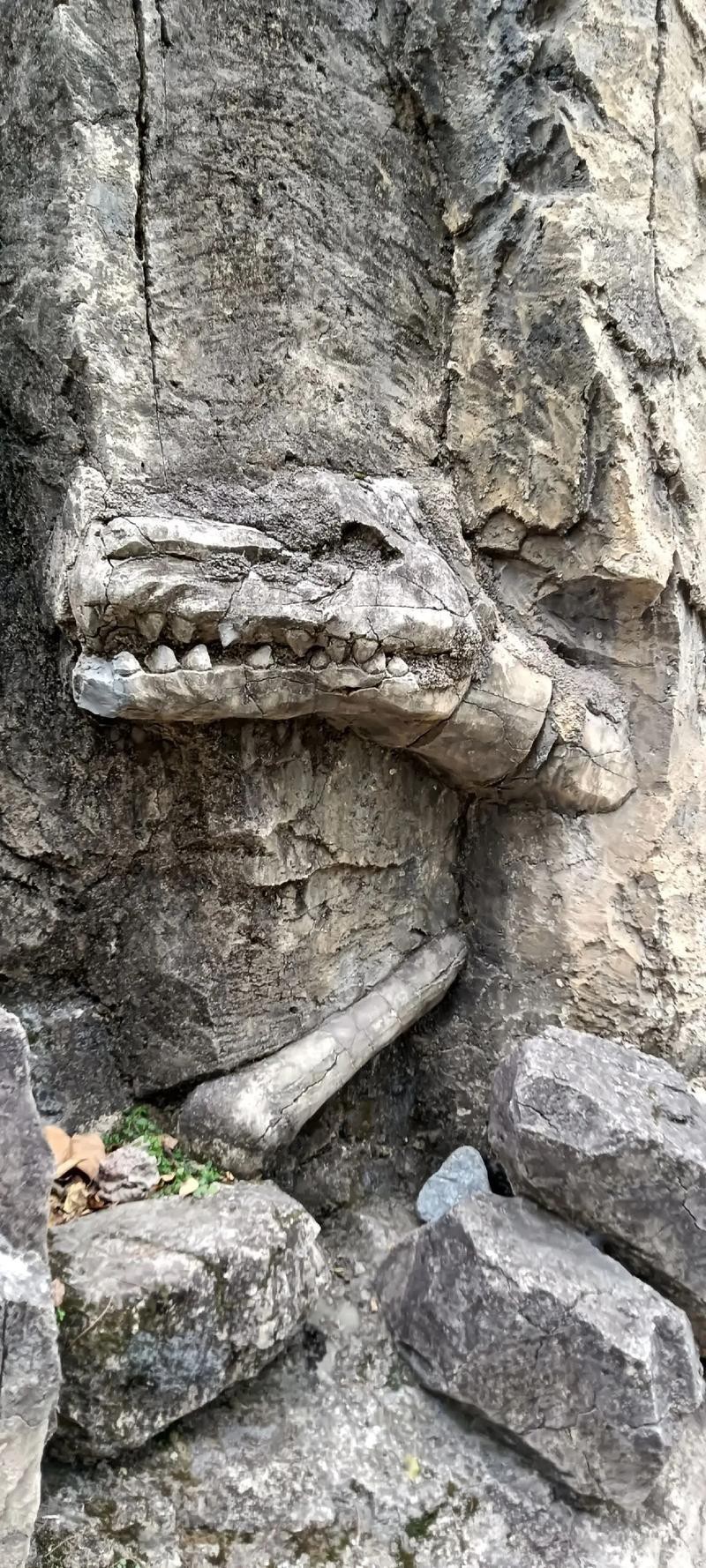 哪里可以找到高清的恐龍圖片？