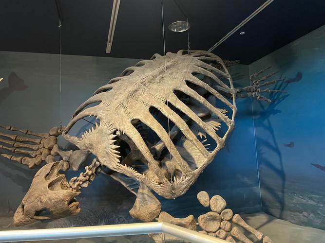 哪里可以找到高清的恐龍圖片？