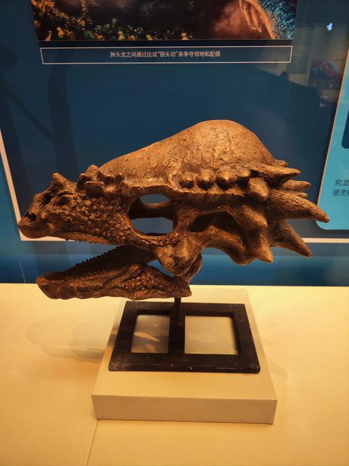 哪里可以找到高清的恐龍圖片？