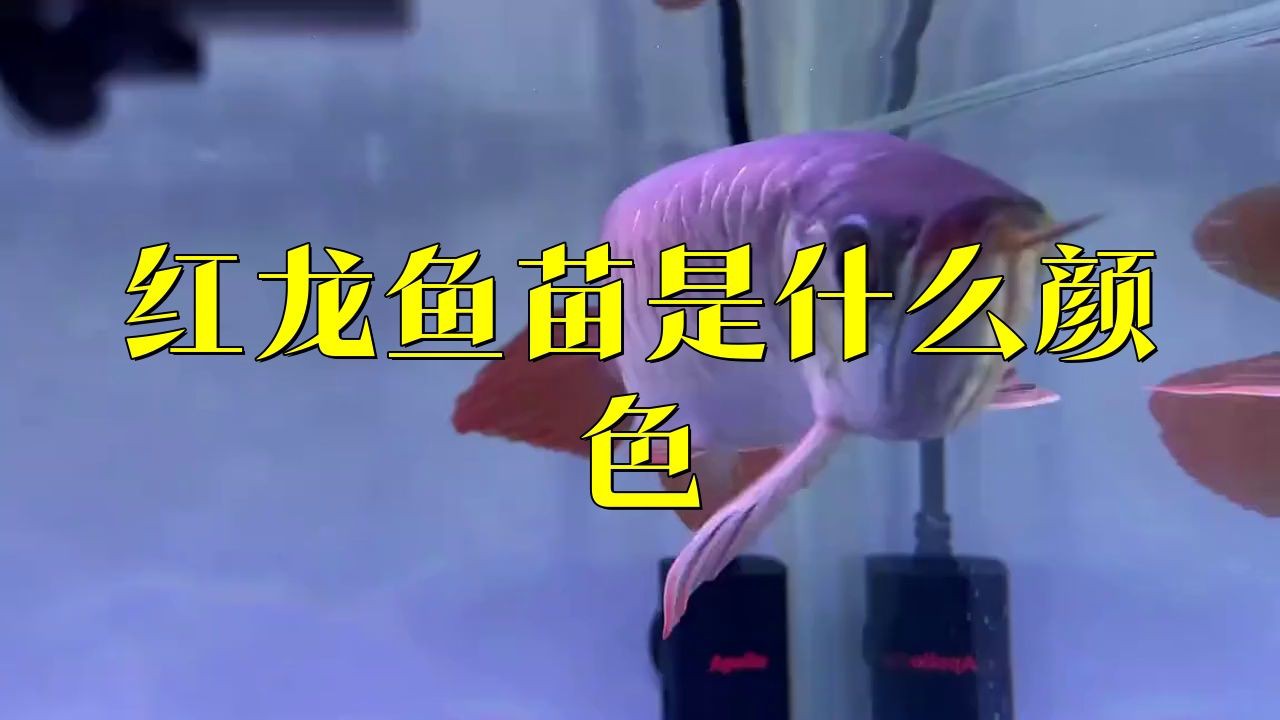 紅龍幼苗品種介紹