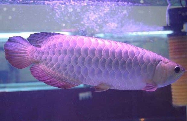銀龍魚發色（銀龍魚的發色是一個復雜的過程，受到多種因素的影響）