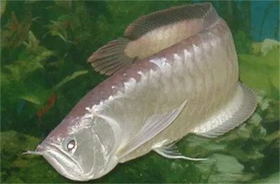 銀龍魚日常飲食注意事項：銀龍魚的日常飲食管理