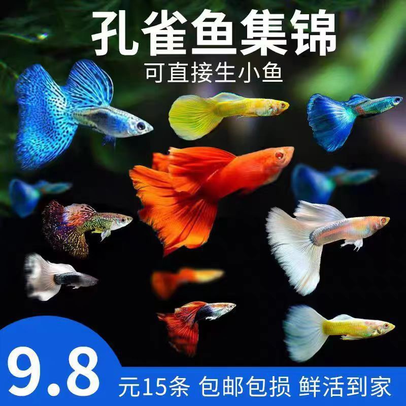 美國練手級孔雀魚