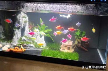 美國練手級孔雀魚