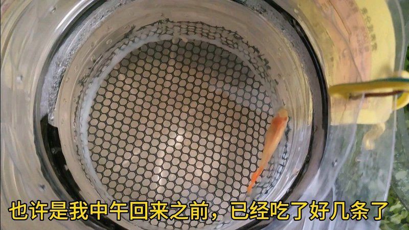 美國練手級孔雀魚