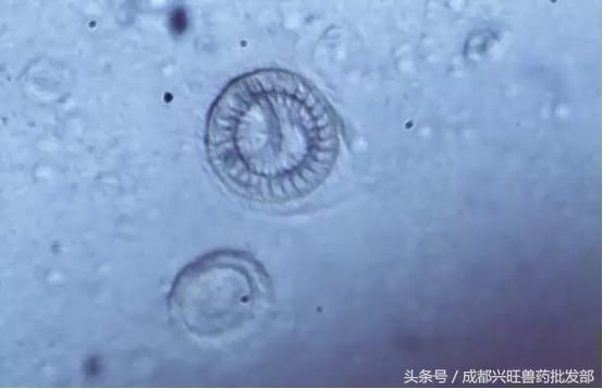 和尚魚常見疾病預防，和尚魚常見疾病及其預防方法