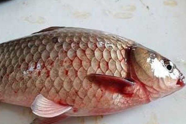 錦鯉魚鱗發紅充血會傳染嗎? 龍魚百科 第3張 錦鯉魚鱗發紅充血會傳染嗎? 錦鯉魚鱗發紅充血會傳染嗎? 龍魚百科 第3張