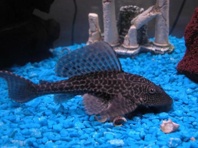 家庭能養金龍魚嗎（家中養金龍魚風水好嗎金龍魚飼養禁忌查查吧）