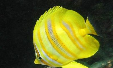 半米長金龍魚值多少錢一條（半米長的金龍魚價格是多少金龍魚多少錢一條）