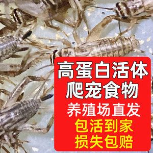 龍魚可以適量喂食蟋蟀嗎，龍魚可以吃蟋蟀嗎：龍魚可以喂食蟋蟀嗎