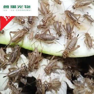 龍魚可以適量喂食蟋蟀嗎，龍魚可以吃蟋蟀嗎：龍魚可以喂食蟋蟀嗎