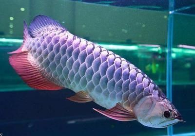 龍魚怎么區分過背還是高背（過背龍魚與高背龍魚的價格對比如何挑選健康的龍魚幼魚） 龍魚怎么區分過背還是高背（過背龍魚與高背龍魚的價格對比如何挑選健康的龍魚幼魚） 龍魚百科 第3張