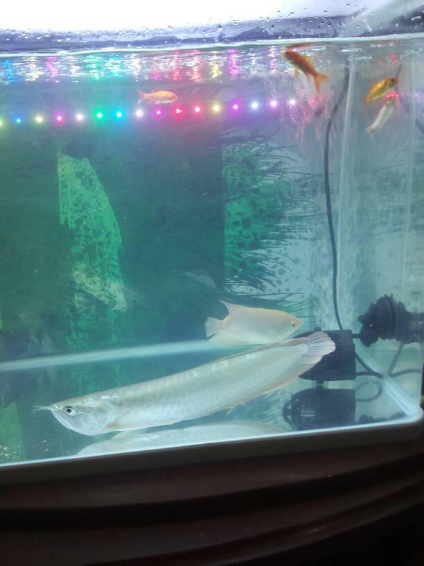 銀龍魚爛尾爛鰭會傳染嗎？