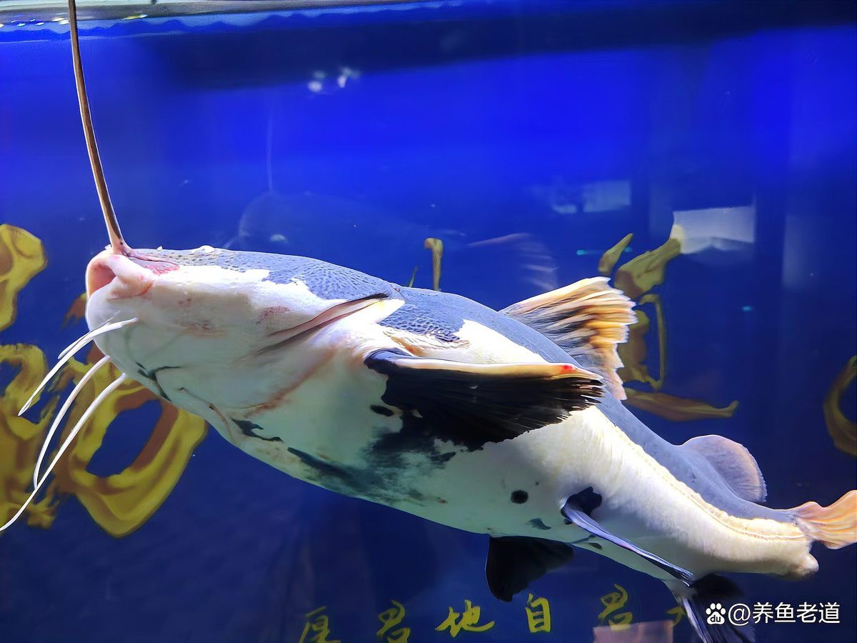 恐龍魚跳缸可以救嗎