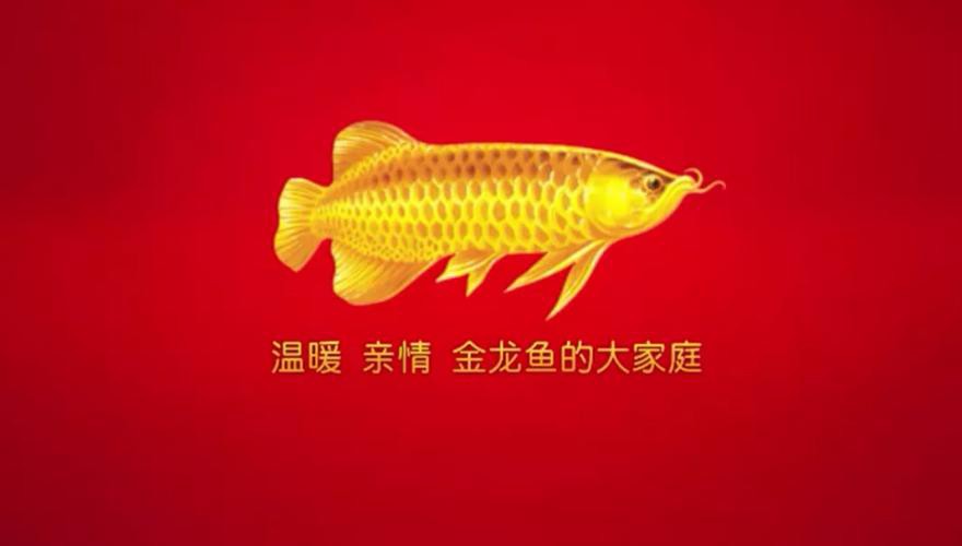 中國金龍魚廣告圖片