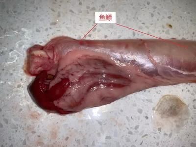 金龍魚吃啥食物長得快：金龍魚吃什么長得快