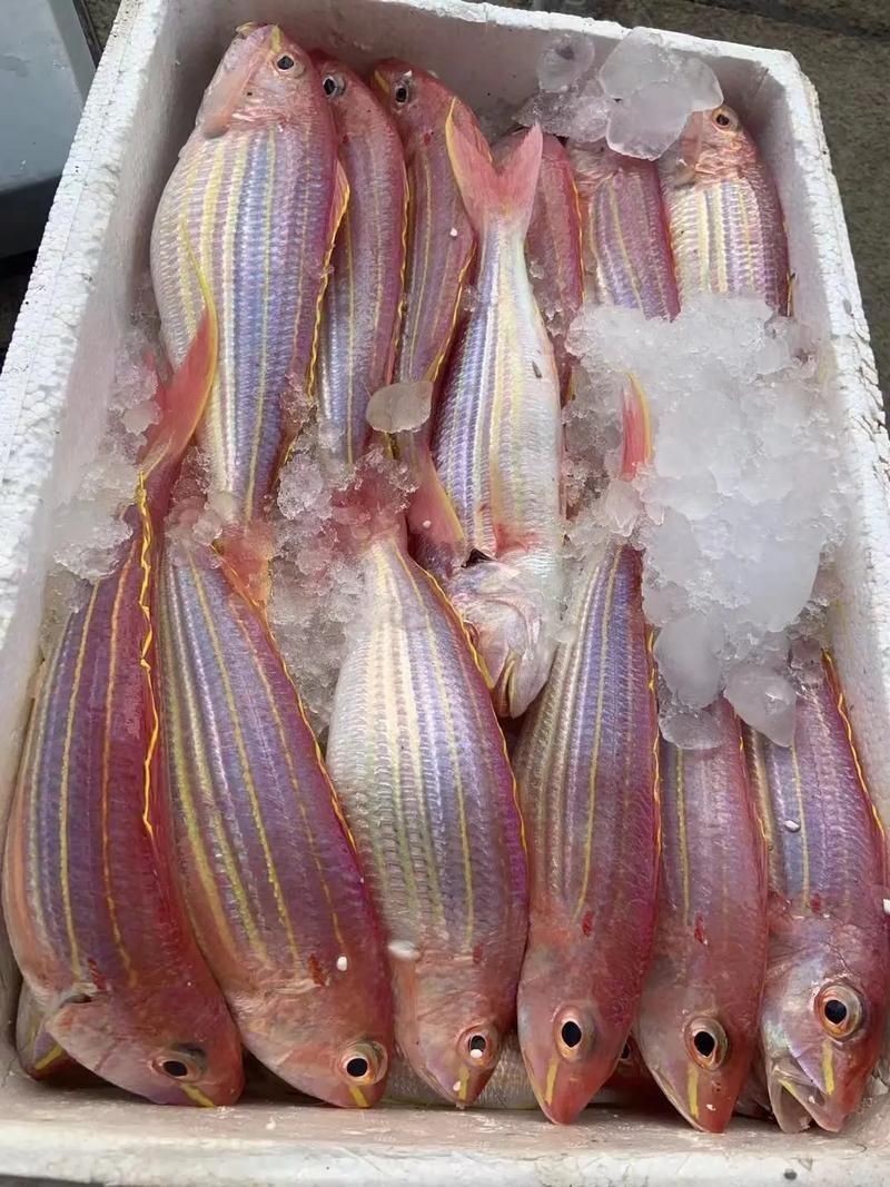 金絲魚屬于什么檔次