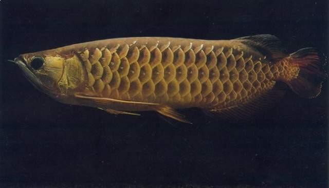 紅金龍魚好養(yǎng)嗎能長多大圖片