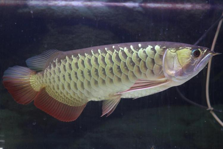 紅金龍魚好養(yǎng)嗎能長多大圖片