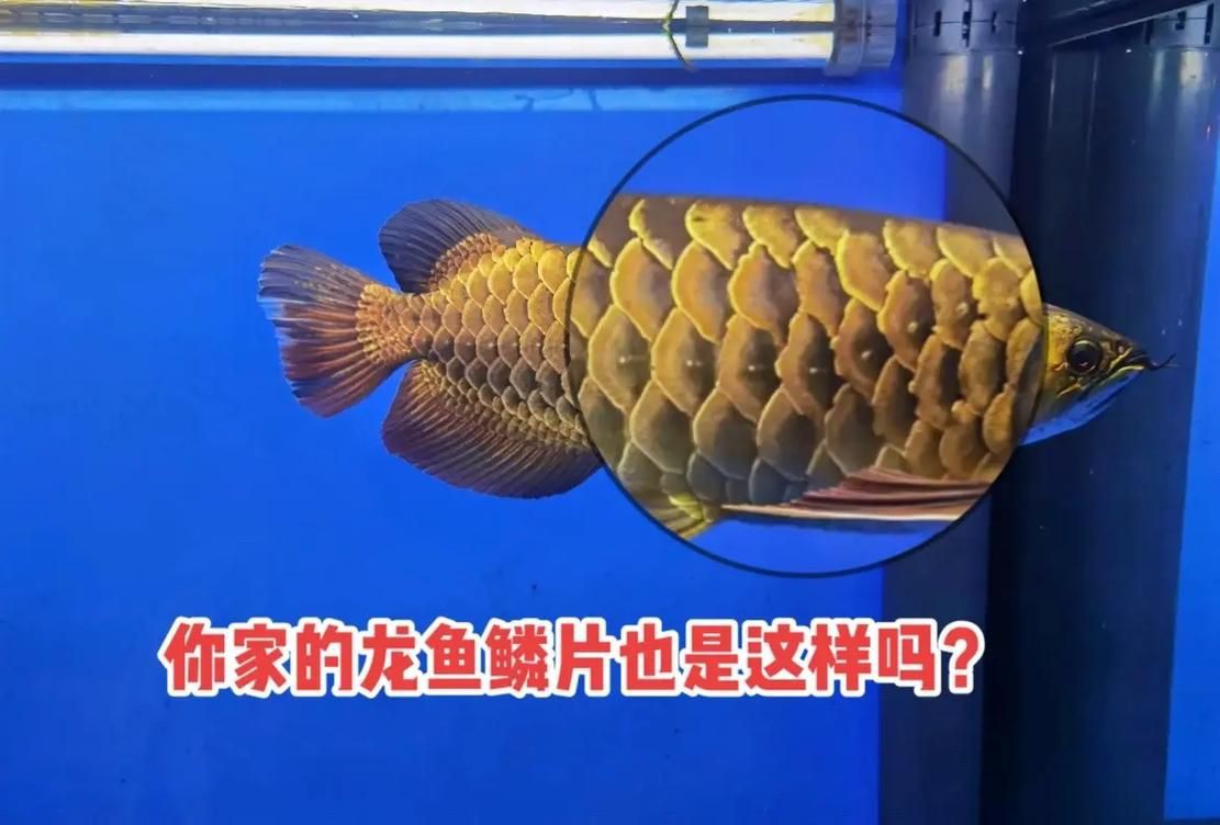 龍魚疾病圖解 龍魚百科 第18張 龍魚疾病圖解 龍魚疾病圖解 龍魚百科 第18張